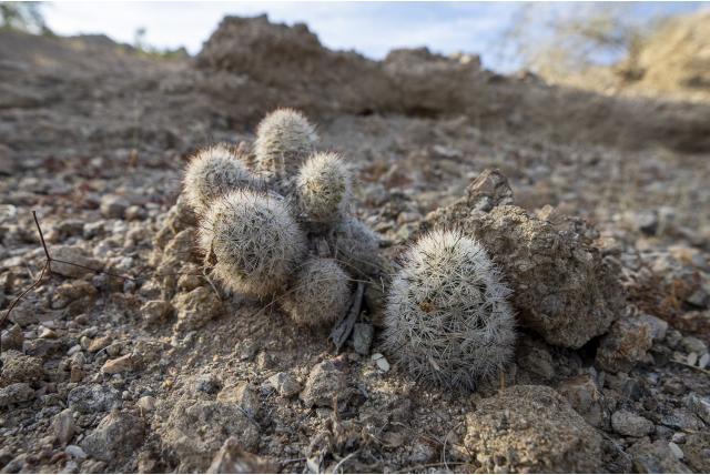 Vishaak tepelcactus