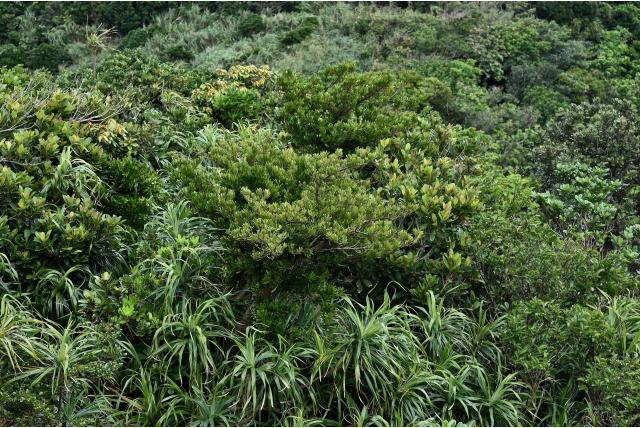 Generfde podocarpus