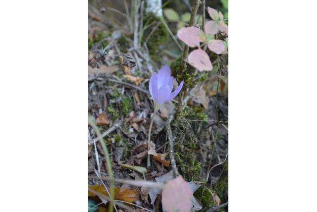 Robert's krokus