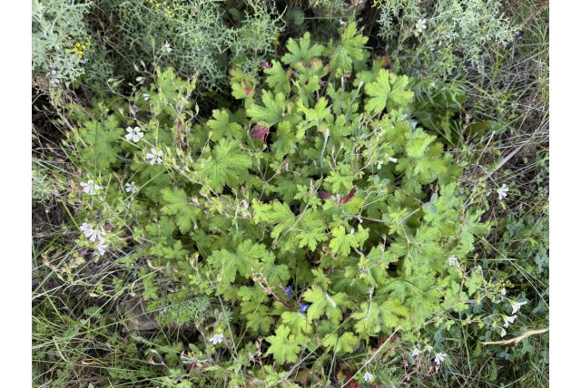 Wite geranium