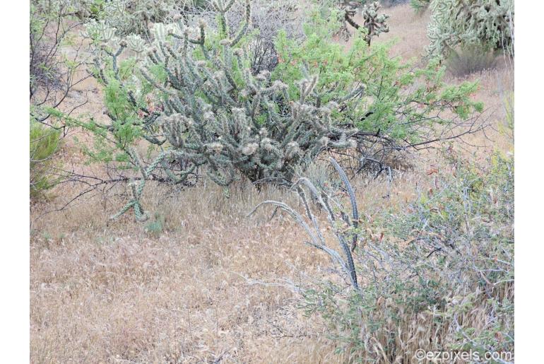 Peniocereus greggii ssp transmontanus -16349