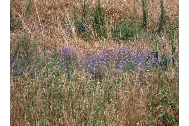 Rand lobelia