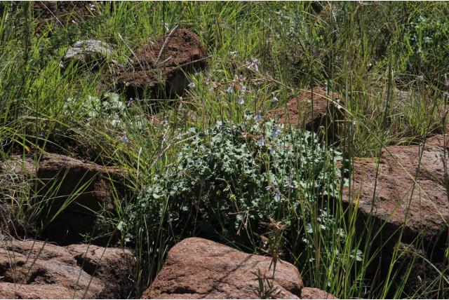 Dichondra bladige Pelargonium