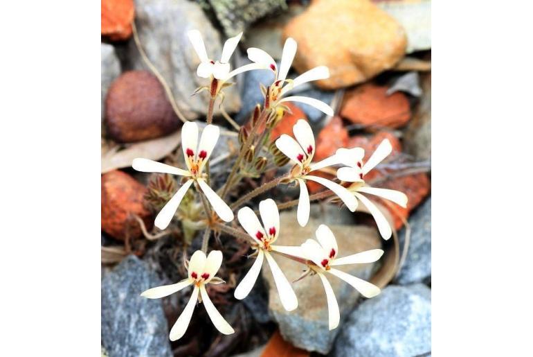 Pelargonium fissifolium 16356