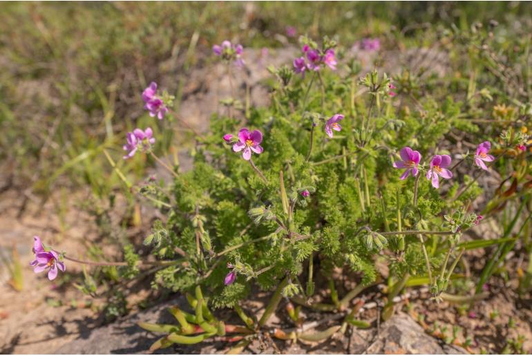 Pelargonium hirtum -16357