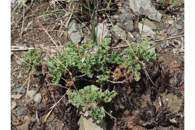 Zacht behaarde Pelargonium Zacht behaarde Pelargonium