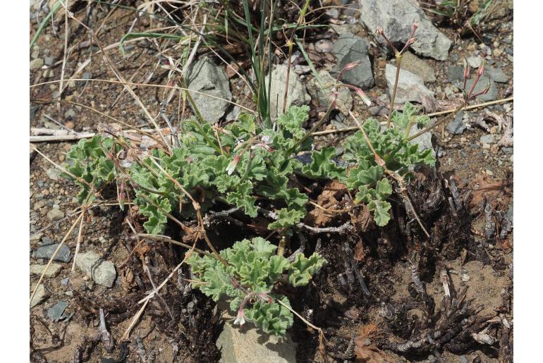 Pelargonium mollicomum Pelargonium mollicomum -16360