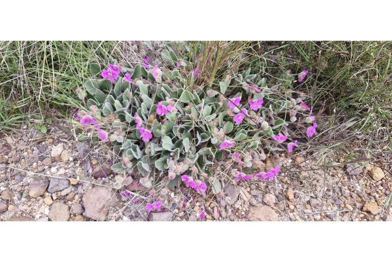 Pelargonium ovale ssp hyalinum 16365