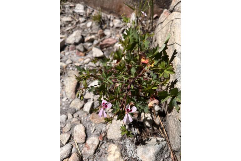 Pelargonium patulum -16366