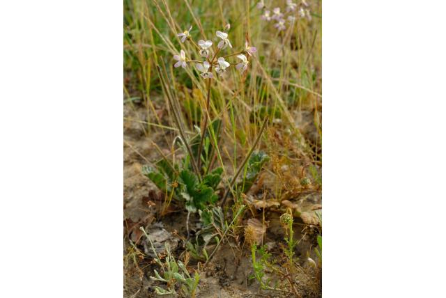 Frambozenbladige Pelargonium
