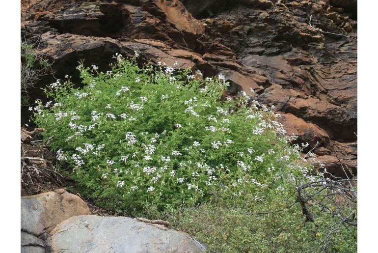 Pelargonium trifidum 16373