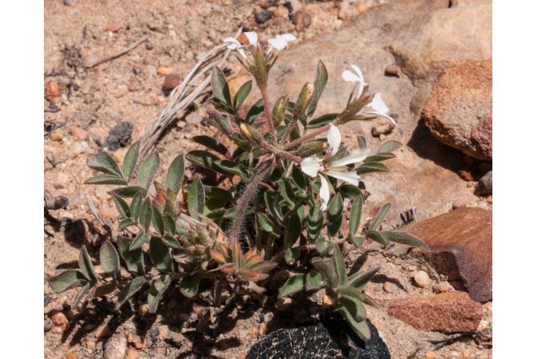 Pelargonium trifoliolatum 16374