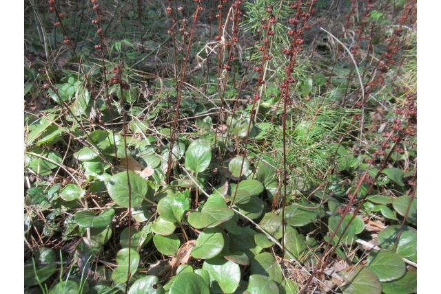 Asarum-bladig wintergroen