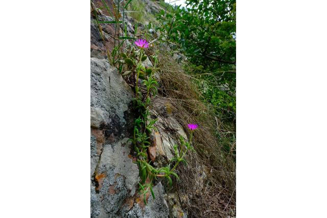 Zoutpansberg ijsbloem