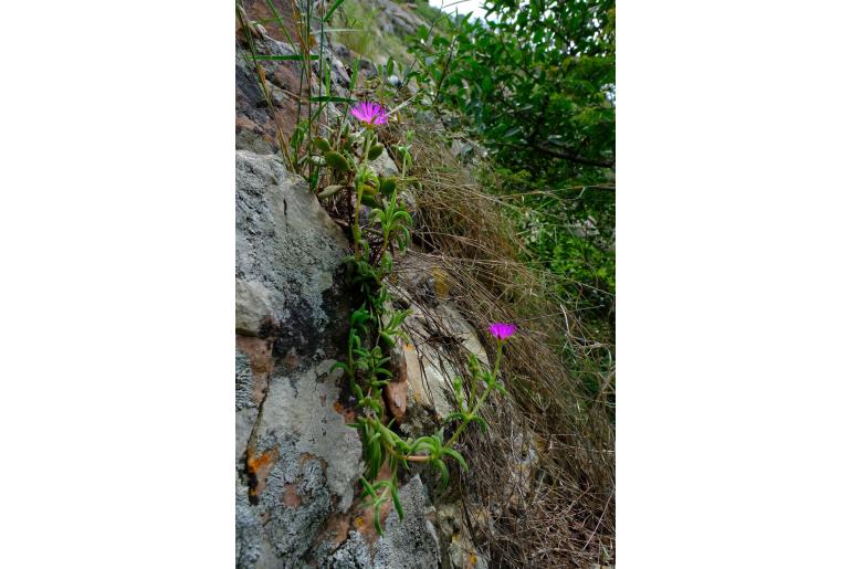 Delosperma zoutpansbergense&nbsp;16395
