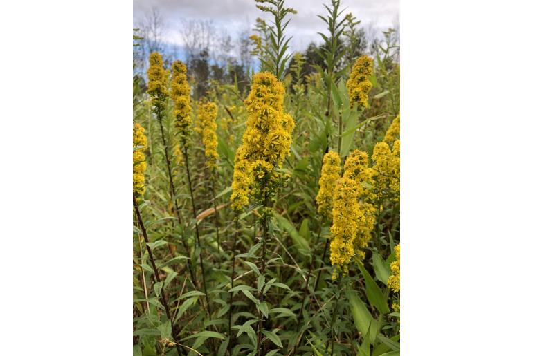 Solidago roanensis 16413