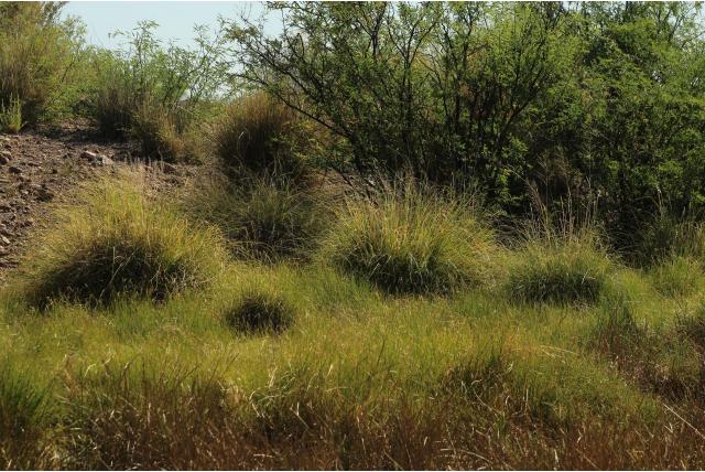 Wright's sporobolus
