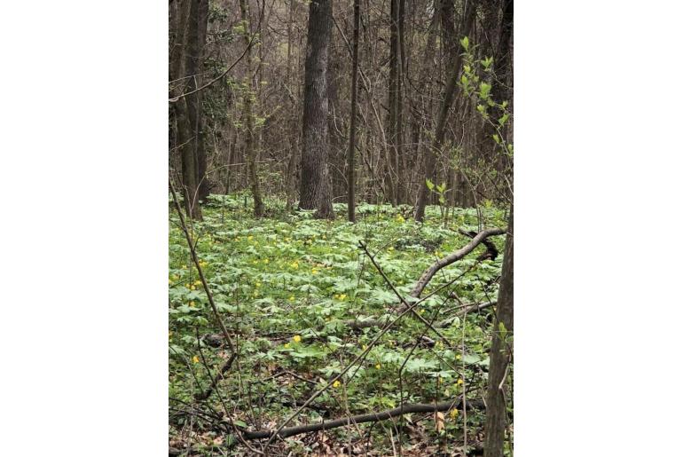 Chelidonium diphyllum&nbsp;16420