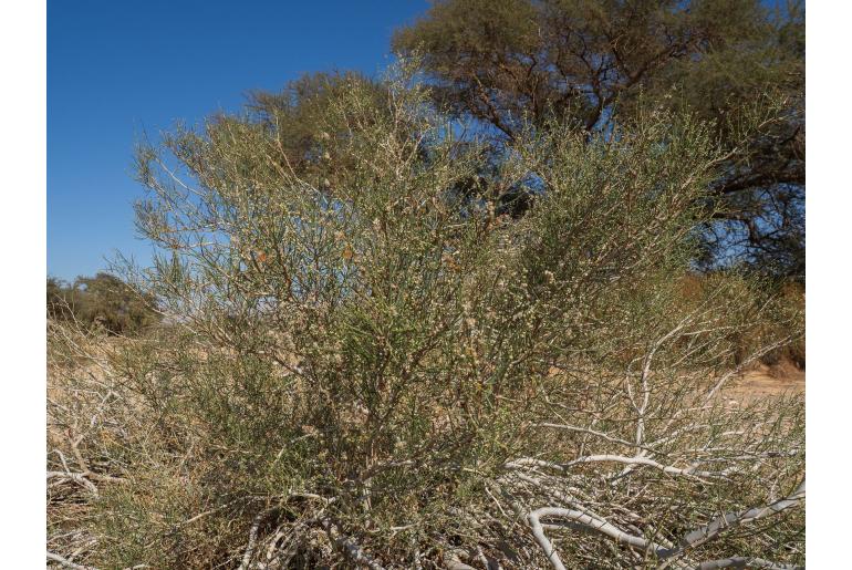 Calligonum comosum&nbsp;16423