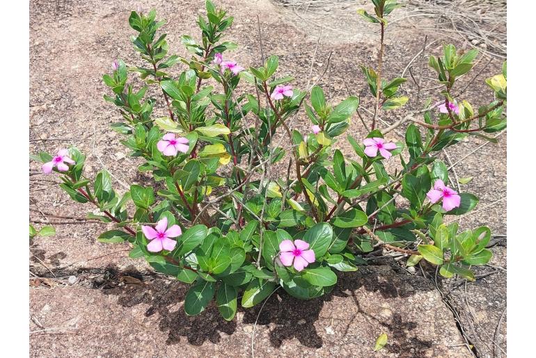 Catharanthus roseus -16428