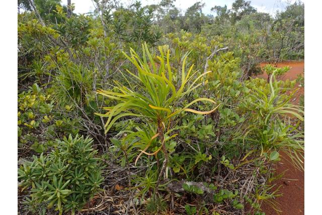 Eiland lomandra
