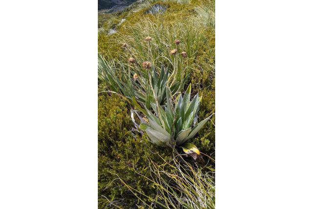 Groot bergmadeliefje