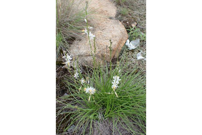 Chlorophytum recurvifolium&nbsp;16431