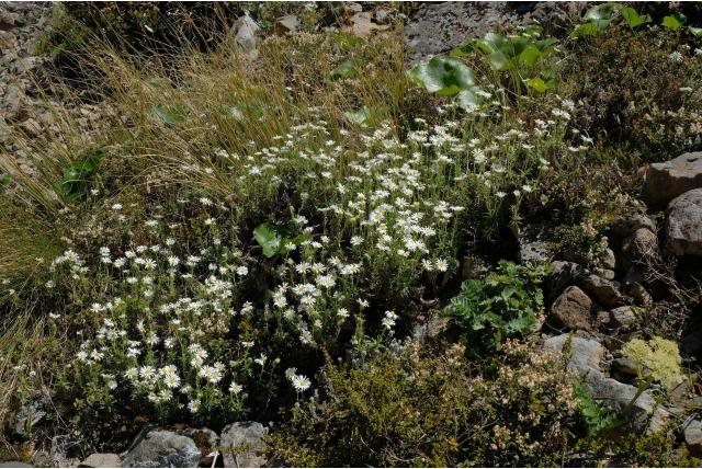 Nieuw-Zeelands bergmadeliefje
