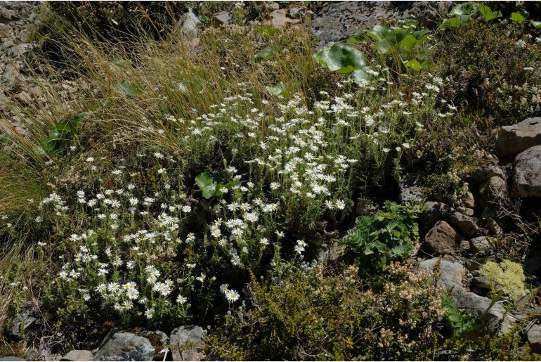 Celmisia walkeri 16432