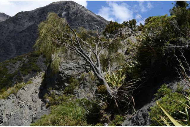 Stevenson's chordospartium