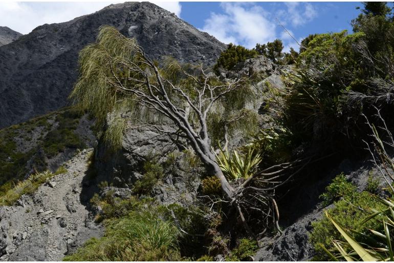 Carmichaelia stevensonii&nbsp;16433