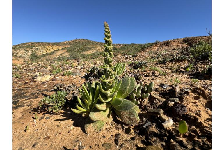 Crassula tomentosa 16435
