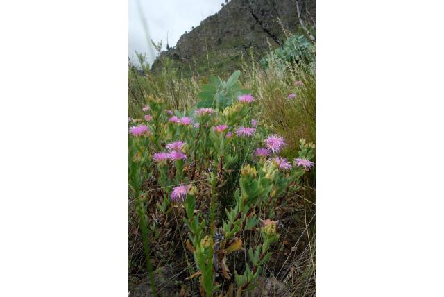 Erepsia met verschillende bloemblaadjes Erepsia met verschillende bloemblaadjes