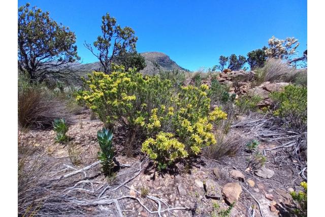 Gouden dennenheide Gouden dennenheide