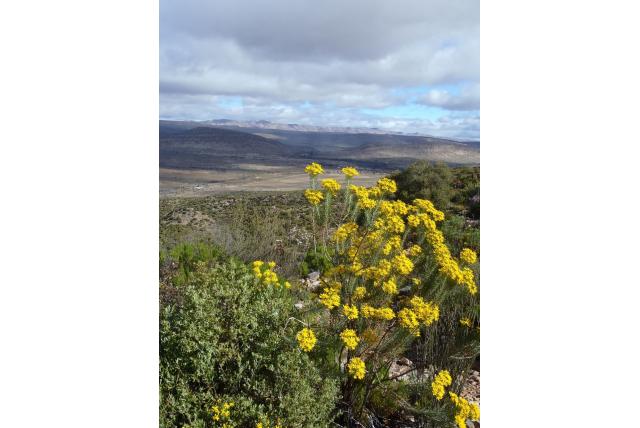 Rehmann's euryops