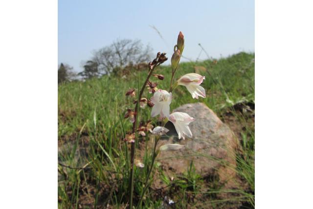 Inanda Gladiolus Inanda Gladiolus