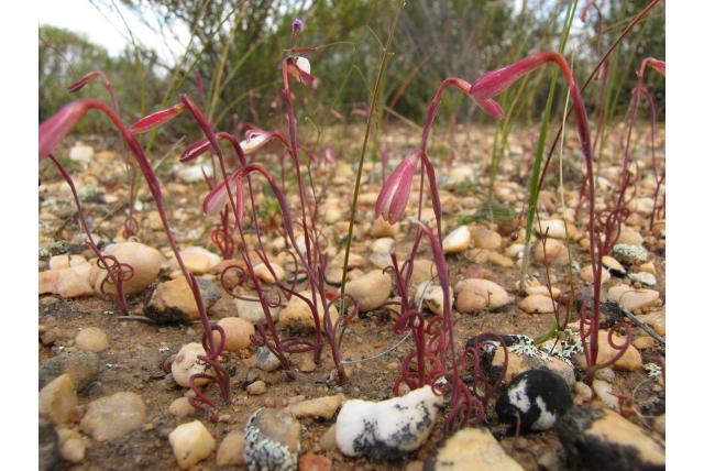 Marloth's hesperantha Marloth's hesperantha