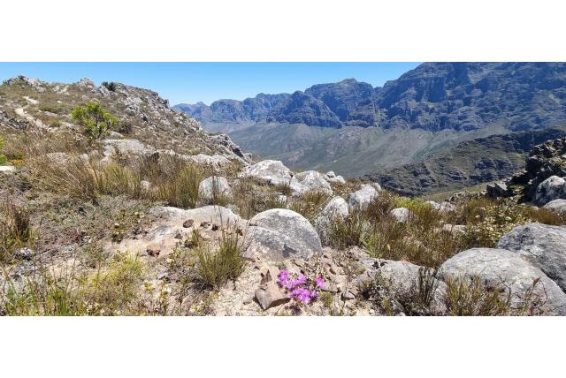 Sikkelvormige lampranthus Sikkelvormige lampranthus