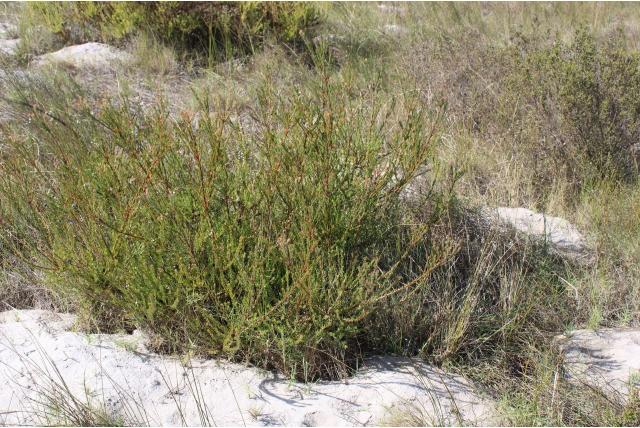 Gladde leucadendron