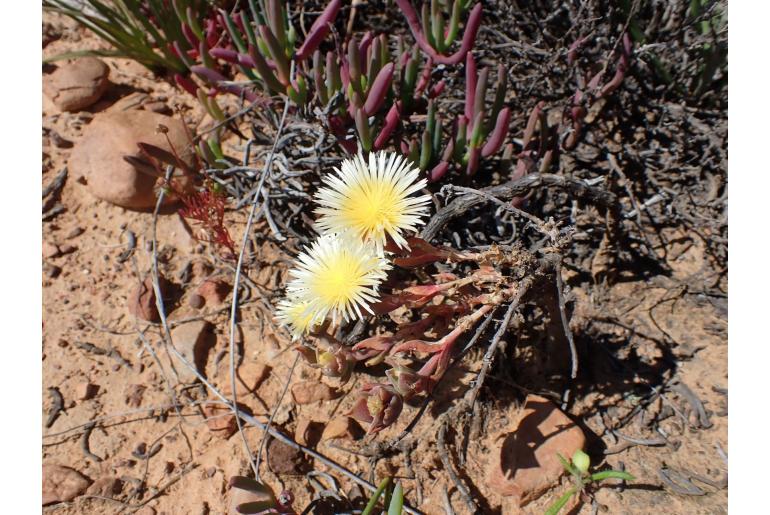 Mesembryanthemum varians -16454
