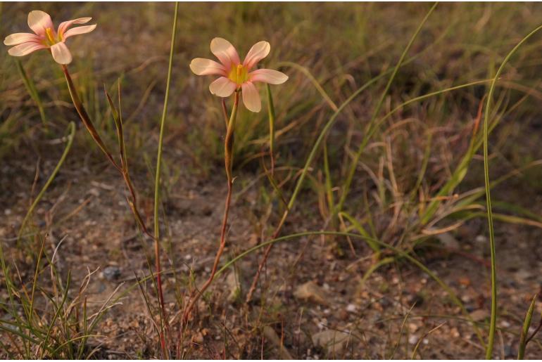 Moraea longistyla -16457