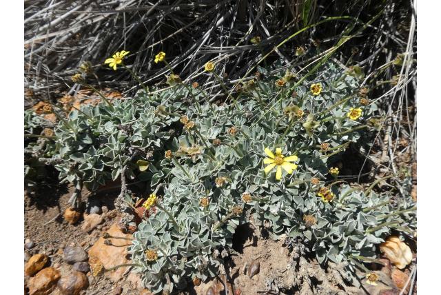 Donzige Kaapse margriet