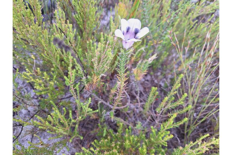 Roella maculata&nbsp;16464