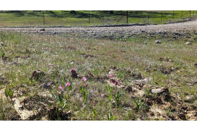 Veelbloemige fritillaria