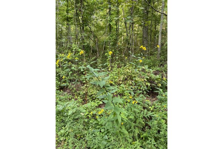 Helianthus microcephalus -16483