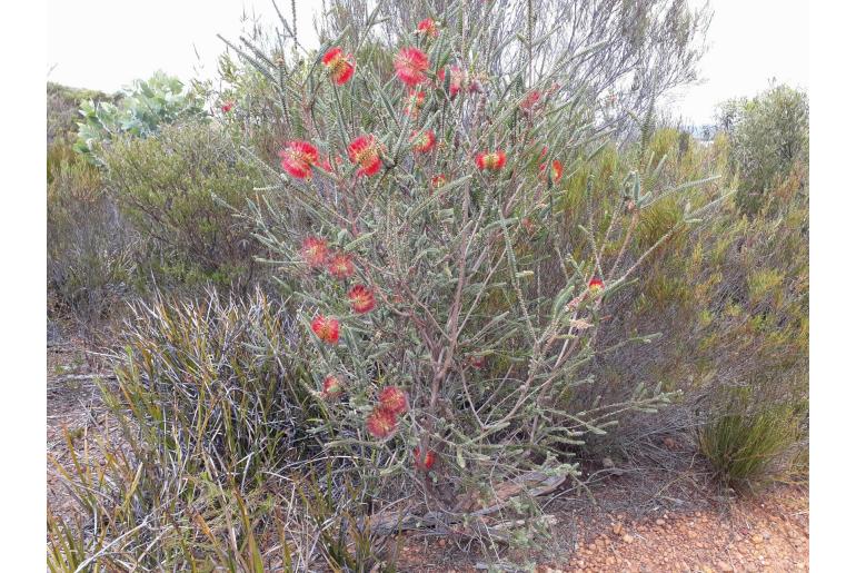 Melaleuca orbifolia -16500