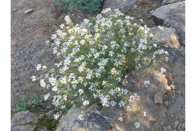 Canarische lobularia