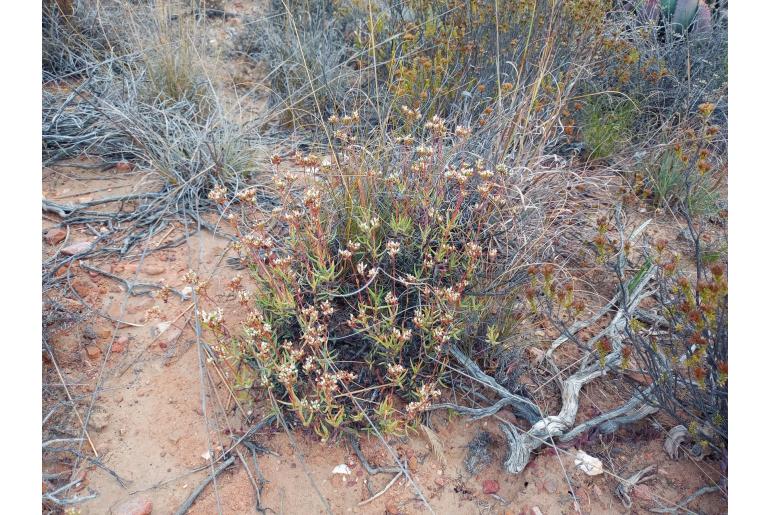 Crassula tetragona ssp tetragona -16505