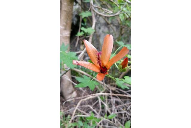 Phoenix kaasjeskruid