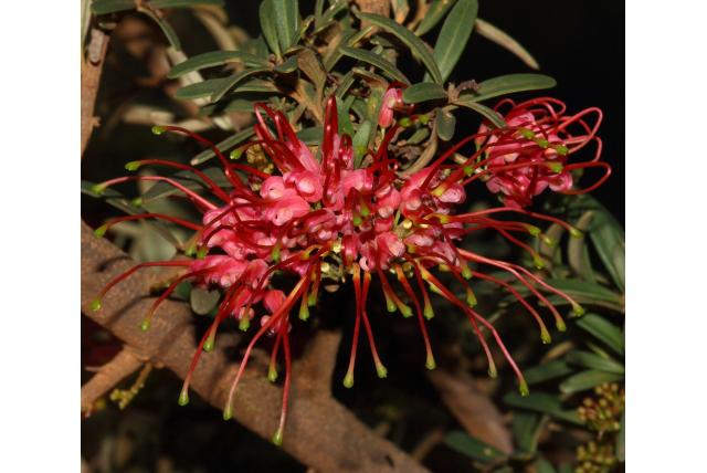 Stomp-blad Grevillea